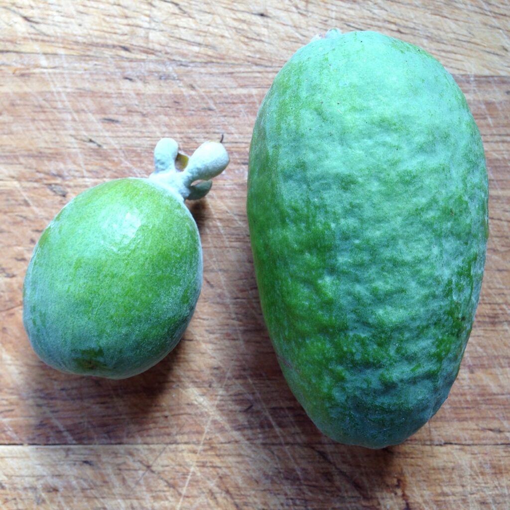Refreshing drink with feijoa syrup, ice and sparkling water